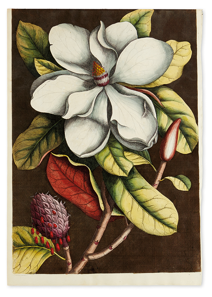 CATESBY, MARK; and EHRET, GEORG. Magnolia Grandiflora.